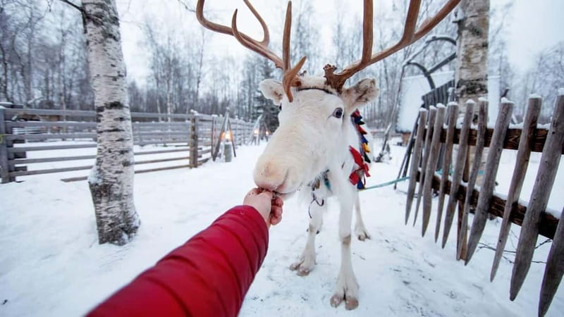 Kemi-Tornio: Reindeer farm experience - Meeting the Reindeer: Feeding, Petting, and Getting the Real Close-Up
