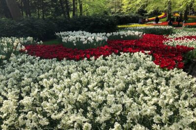 Keukenhof, Tulip Farm, Flower Fields & Zaanse Schans Windmills - Keukenhof Gardens: A Guided Stroll, Then Freedom to Wander