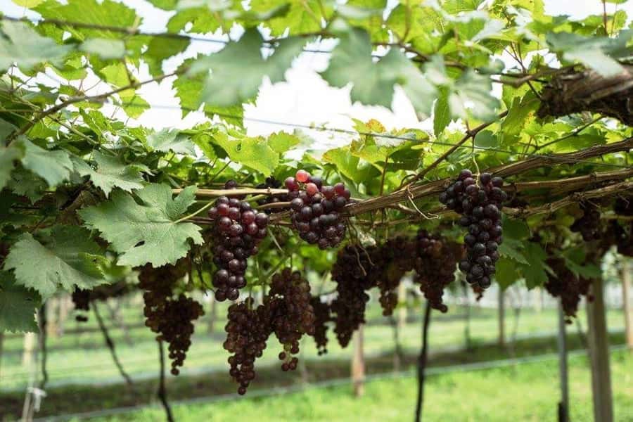Khao Yai Vineyard Tasting Tour & Horse Farm Visit - Who this tour is perfect for (and who should think twice)