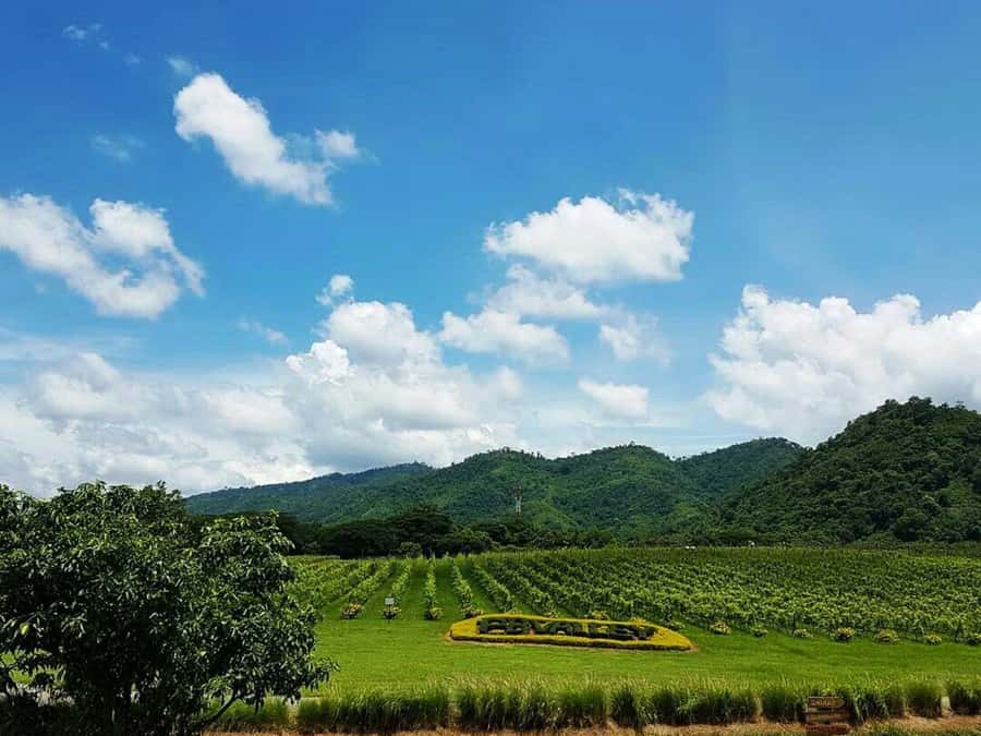 Khao Yai Vineyard Tasting Tour & Horse Farm Visit - Wine tasting in Khao Yai: what you’re actually paying for