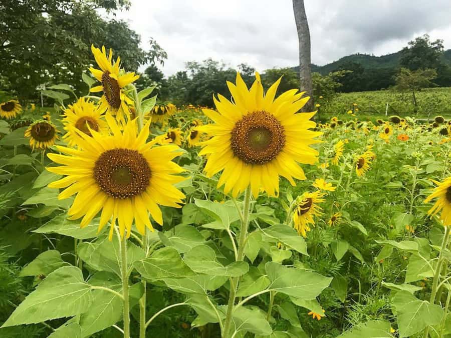 Khao Yai Vineyard Tasting Tour & Horse Farm Visit - Lunch at The Great Hornbill Restaurant: included Thai comfort food