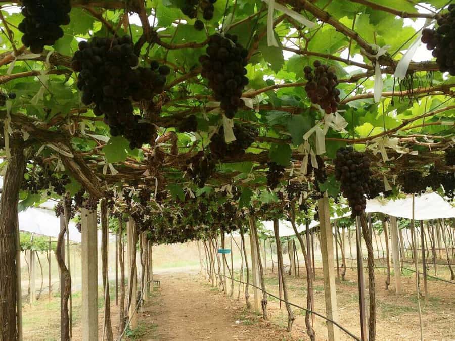 Khao Yai Vineyard Tasting Tour & Horse Farm Visit - What to wear and how the riding rules work