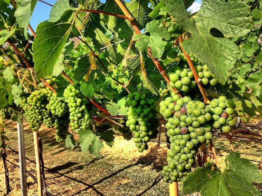 Khao Yai Vineyard Tasting Tour & Horse Farm Visit - Transportation and timing: getting there costs time, but it saves hassle