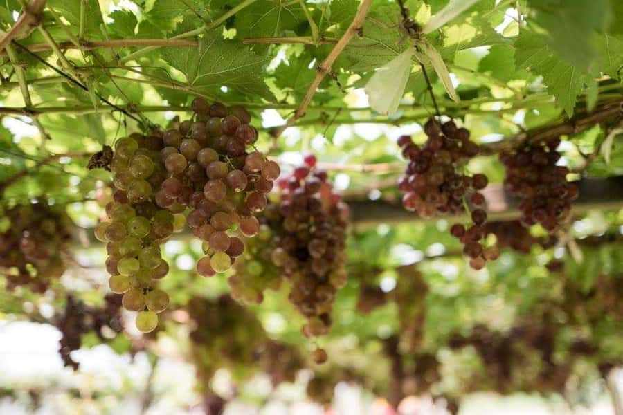 Khao Yai Vineyard Tasting Tour & Horse Farm Visit - Price and value: what $189 buys you in the real world