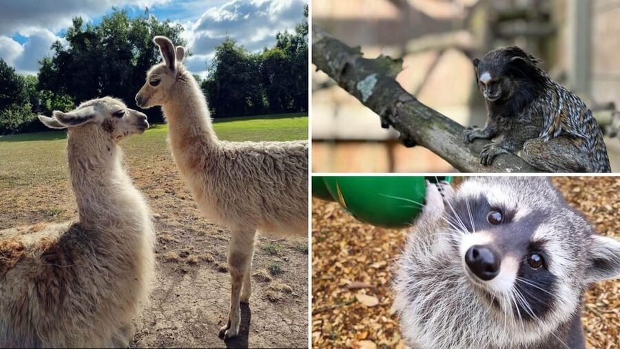 Kildare: Clonfert Farm General Admission Ticket - The Mini Zoo: Monkeys, Meerkats, and an Arctic Fox
