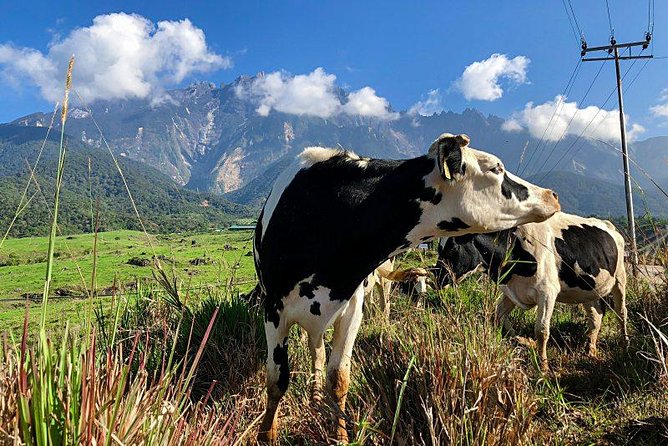 Kinabalu Park With Rumah Terbalik & Desa Cow Farm - Kinabalu Park botanical gardens walk with Mount Kinabalu as a backdrop