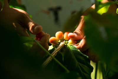 Kona Coffee Tasting: A Farm to Cup Experience - Price and what you get for $10