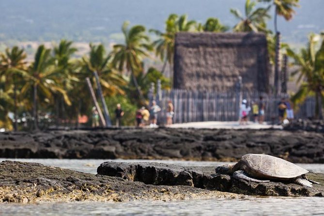 Kona Tour: Bee Farm, Kona Coffee, and National Historical Parks - Bay View Farm and the mid-day farm feel near the bay