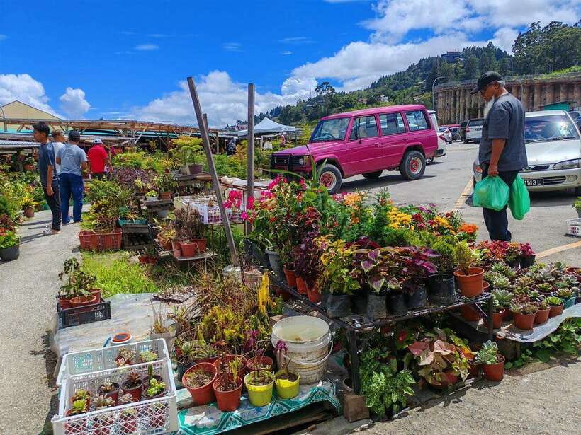 Kundasang : ATV Ride, Dairy Farm Visit & Meal Shared Tour - ATV Base Camp and the 45-Minute Quad Ride: Safety First, Then Fun
