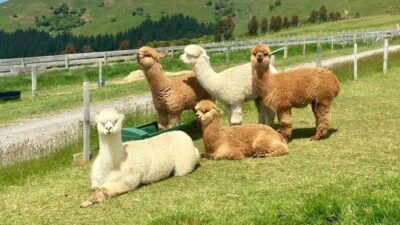 Kundasang: Day Tour with Desa Dairy Farm and Alpaca Club - Pickup and private transportation: comfort is part of the deal