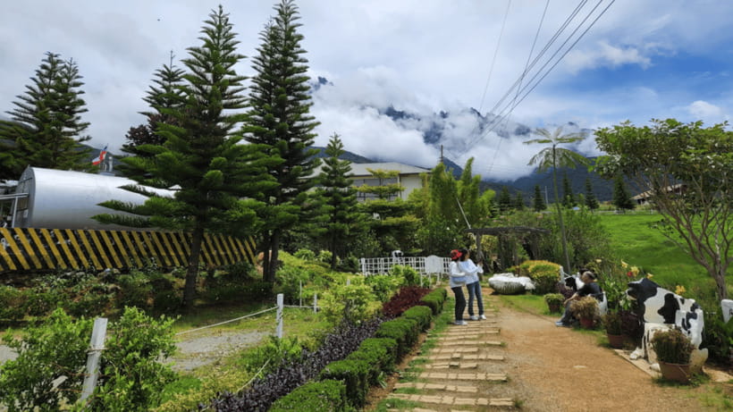 Kundasang: Day Tour with Desa Dairy Farm and Alpaca Club - Desa Dairy Farm (Ladang Tenusu): meeting a working herd