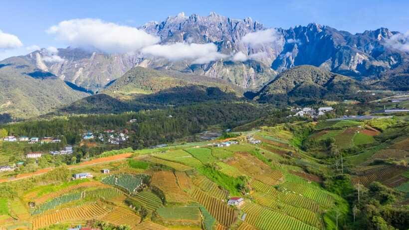 Kundasang: Day Tour with Desa Dairy Farm and Alpaca Club - Alpaca Club: your dedicated 1-hour alpaca moment