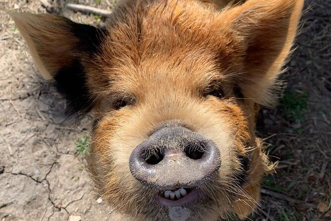 KuneKune Pig Farm Tour - Key takeaways before you go
