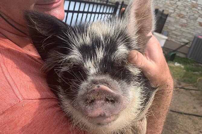 KuneKune Pig Farm Tour - Feeding KuneKune pigs with supervision: why it feels safe