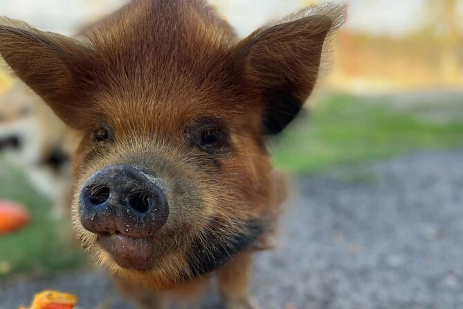 KuneKune Pig Farm Tour - Guides you might meet: Jayden, Grayson, and the homestead team