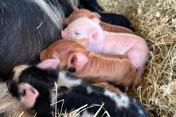 KuneKune Pig Farm Tour - Price check: is $25 for a 45-minute farm tour good value?