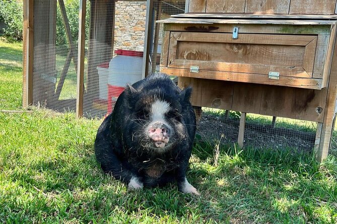 KuneKune Pig Farm Tour - The 45-minute stop: how the tour unfolds at Best Place Farms