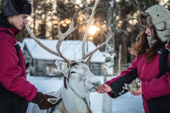 Kuoksa Reindeer Farm Visit with a Short Sleigh Ride - Practical tips so your 3 hours go smoothly