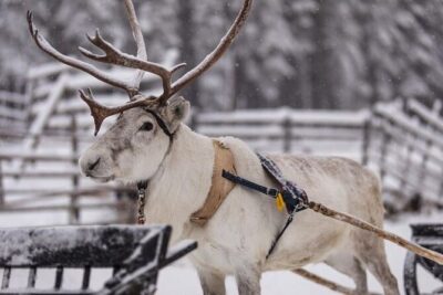 Kuoksa Reindeer Farm Visit with a Short Sleigh Ride - The short sleigh ride: when snow turns magical (and when it doesn’t)
