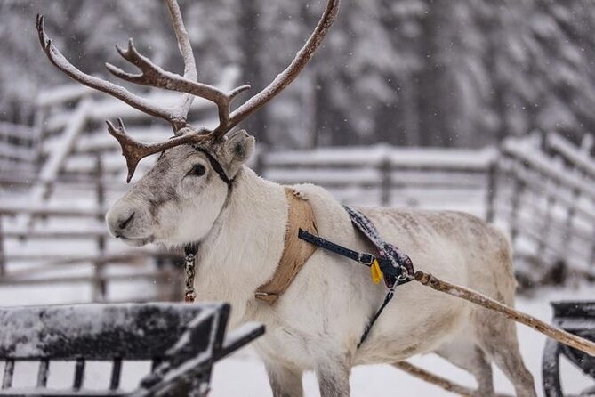 Kuoksa Reindeer Farm Visit with a Short Sleigh Ride - The short sleigh ride: when snow turns magical (and when it doesn’t)