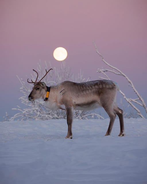Kuusamo: Reindeer Farm Visit - Where Kujala Reindeer Farm in Kuusamo feels authentic