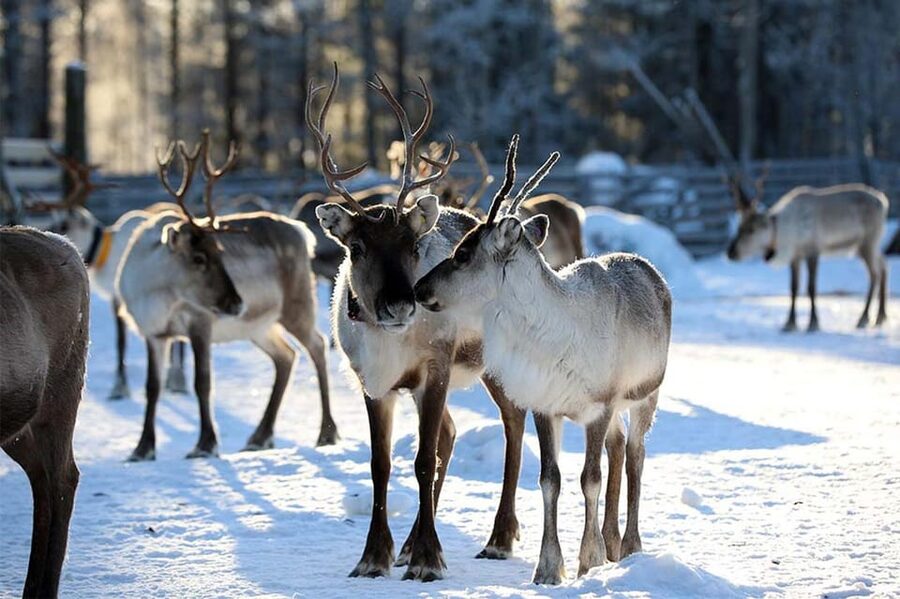 Kuusamo: Reindeer Farm Visit - Why the guide matters more than you’d expect