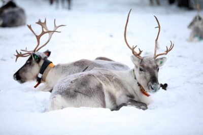 Kuusamo: Reindeer Farm Visit - The 1-hour flow: feeding lichen, meeting reindeer, and getting the shot