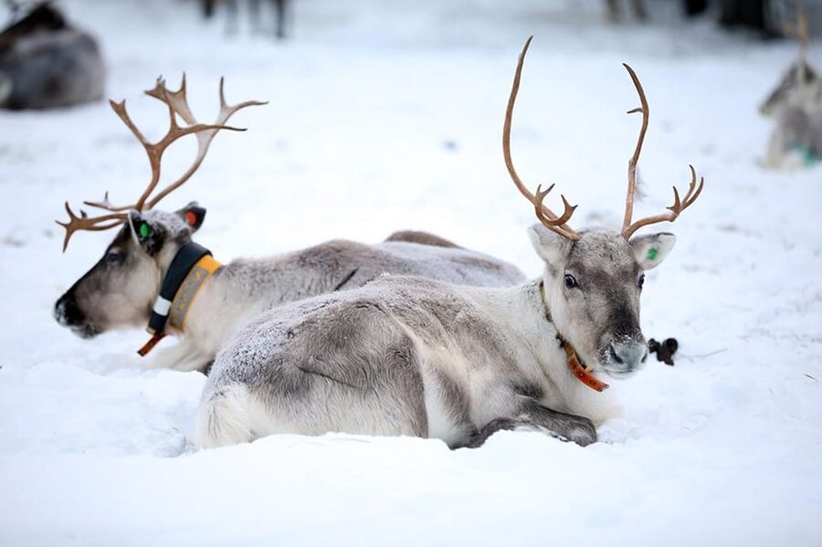 Kuusamo: Reindeer Farm Visit - The 1-hour flow: feeding lichen, meeting reindeer, and getting the shot