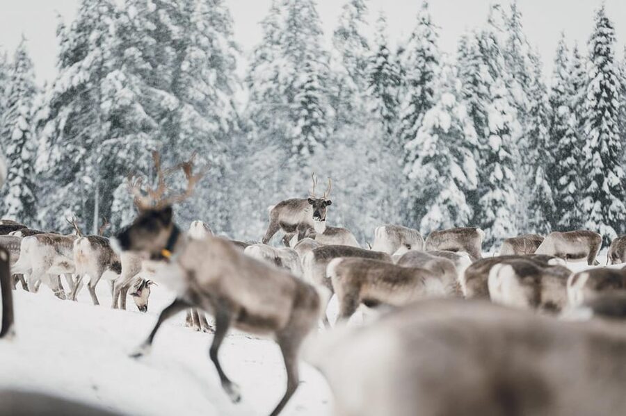 Kuusamo: Reindeer Sleigh Ride and Farm Visit - Book it or skip it: My take on whether you should do this