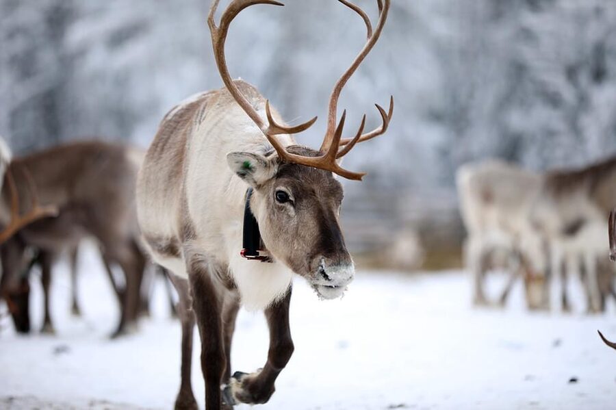 Kuusamo: Reindeer Sleigh Ride and Farm Visit - Kujala Reindeer Farm in Kuusamo: Why this winter stop works