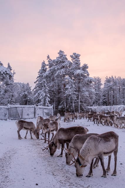 Kuusamo: Reindeer Sleigh Ride and Farm Visit - The guided farm tour: What herding life looks like up close