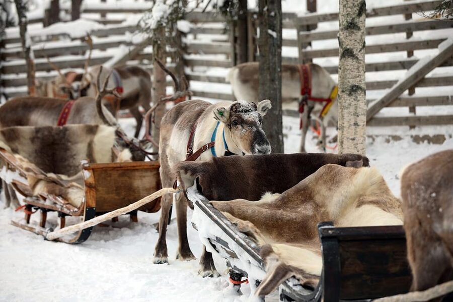 Kuusamo: Reindeer Sleigh Ride and Farm Visit - Who this experience is perfect for (and who should rethink it)