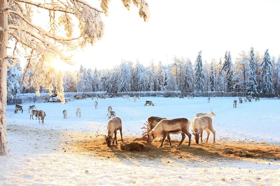 Kuusamo: Reindeer Sleigh Ride and Farm Visit - Practical tips: Make the ride and the corral easier