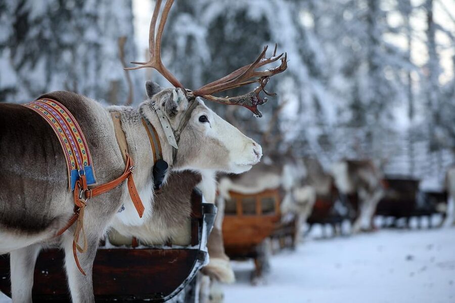 Kuusamo: Reindeer Sleigh Ride and Farm Visit - The 1.5 km sleigh ride: Warmth, motion, and the riverside route