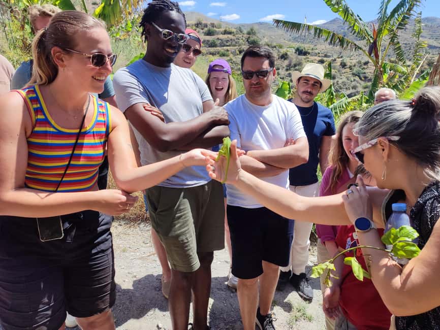 La Herradura Coffee Farm: tour in Europe's only plantation - Seaviews and the microclimate effect in La Herradura