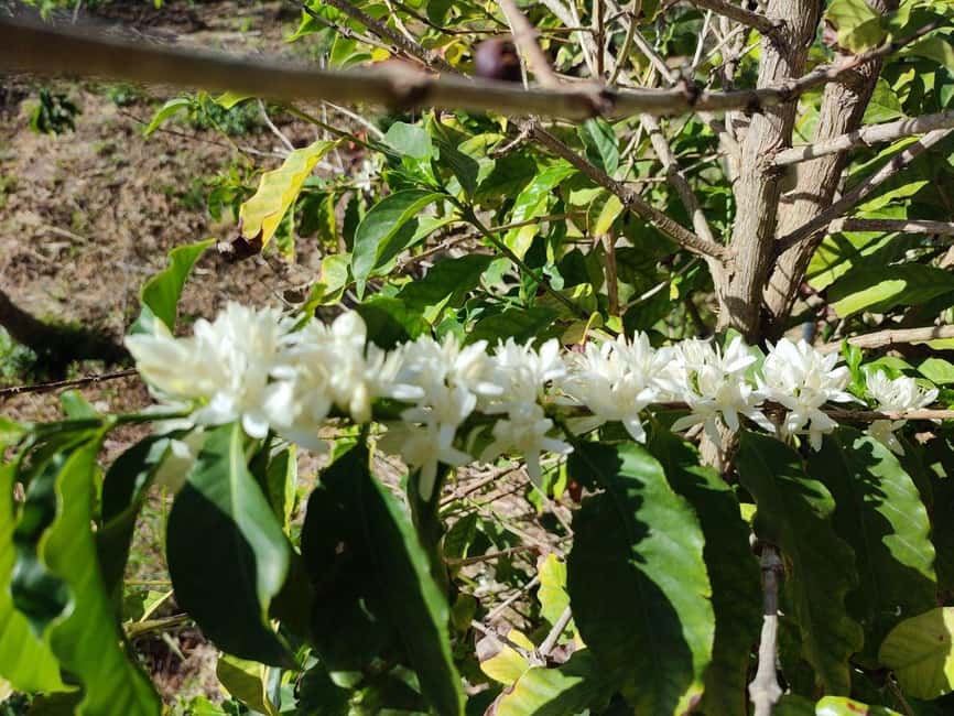 La Herradura Coffee Farm: tour in Europe's only plantation - Who should book this tour (and who should skip it)