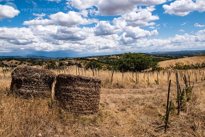 La Maliosa Farm Experience & Wine Tasting - Vineyard walk and the production story behind natural wines