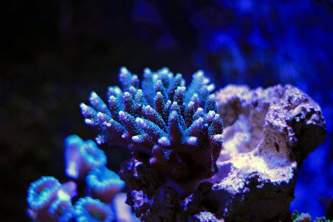 La Paz: Coral Farm Snorkel Tour - Meeting Point at La Paz Port Area: Where to Go and How to Arrive