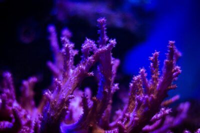 La Paz: Coral Farm Snorkel Tour - The 2-Hour Game Plan: Talk, Gear, Coral Beds, Then Reef