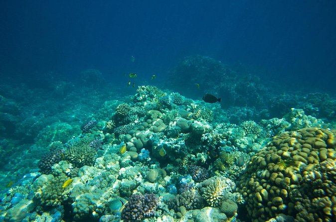 La Paz: Coral Farm Snorkel Tour - Gear and Water Comfort: What You Need to Know Before You Go