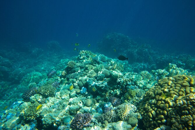 La Paz: Coral Farm Snorkel Tour - Why the Conservation Talk Makes the Snorkeling Better