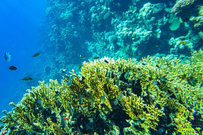 La Paz: Coral Farm Snorkel Tour - Who Should Book This Coral Farm Snorkel Tour (and Who Shouldn’t)