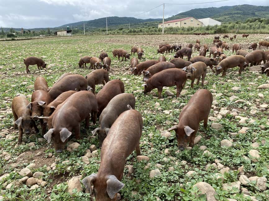 La Rioja: Jamon Iberico Farm Tour and Tasting with Wine - Facilities and artisan meats: where the process becomes production