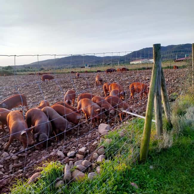 La Rioja: Jamon Iberico Farm Tour and Tasting with Wine - Who this Jamón farm tour suits best