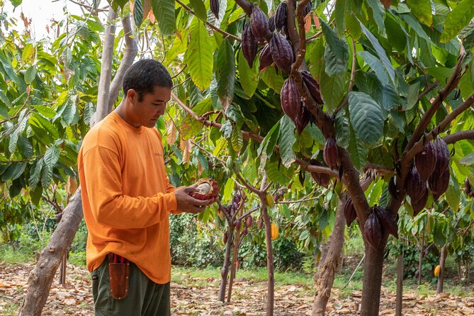 Lahaina: Maui Ku'ia Estate Guided Cacao Farm Tour and Tasting - Stop 1 in Lahaina: what you’re actually doing at the Ku’ia Estates Chocolate Factory