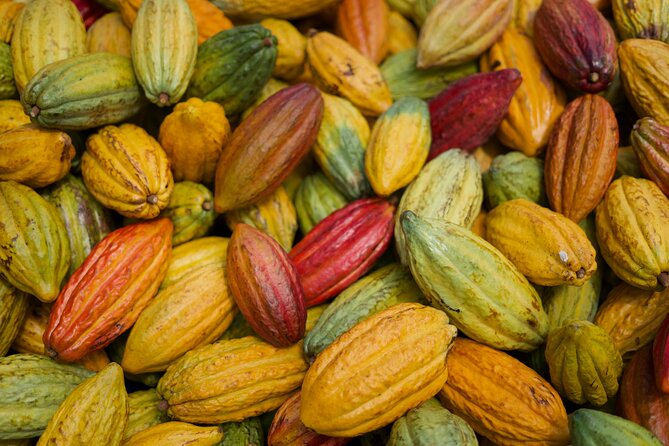 Lahaina: Maui Ku'ia Estate Guided Cacao Farm Tour and Tasting - The private cacao estate: seeing pods and learning harvesting basics