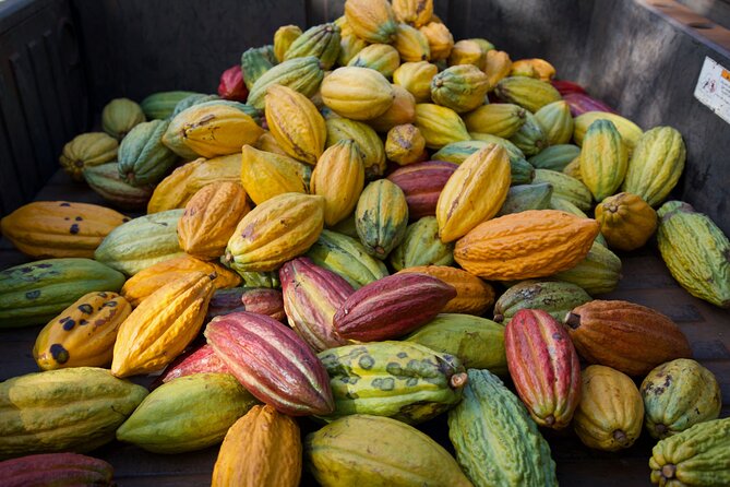 Lahaina: Maui Ku'ia Estate Guided Cacao Farm Tour and Tasting - The tasting in the treehouse: how to make nine chocolates worth your time