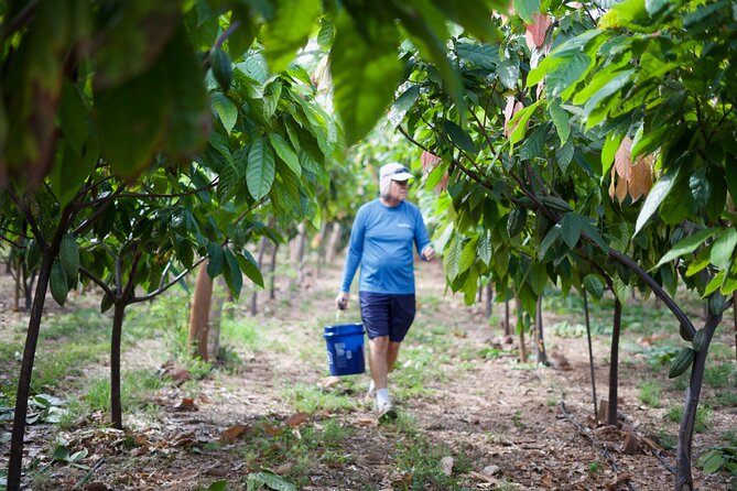 Lahaina: Maui Ku'ia Estate Guided Cacao Farm Tour and Tasting - Group size, stairs, and comfort: the logistics that can make or break it