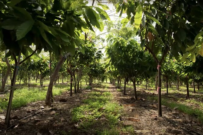 Lahaina: Maui Ku'ia Estate Guided Cacao Farm Tour and Tasting - Price and value: is $99.48 for 1.5 hours a fair deal?