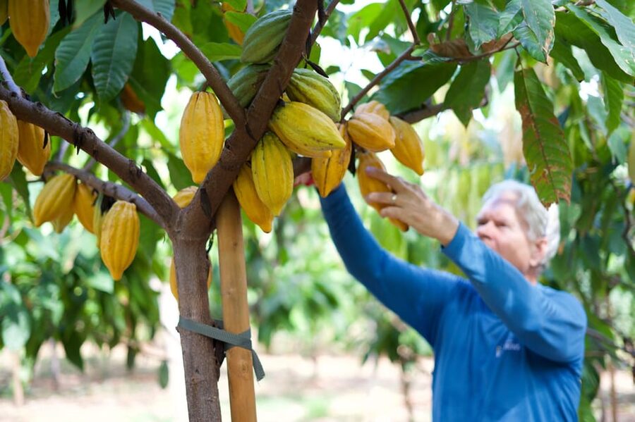 Lahaina: Maui Ku'ia Estate Guided Cacao Farm Tour & Tasting - Key highlights you’ll care about